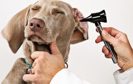veterinary_hearing_dog_450.jpg