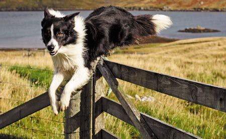 veterinary-dog-leap-gate-136362907_450.jpg