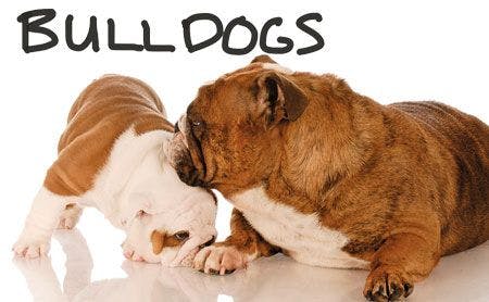 veterinary-bulldogs-450-284.jpg