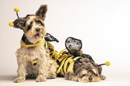 veterinary-two-small-dogs-wearing-a-black-and-yellow-bee-450px-shutterstock-488200591.jpg