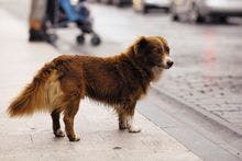 veterinary_little redhead cute dog on the street_220px_529768061.jpg