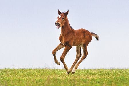 veterinary-colt-gallop-134457687-450px.jpg