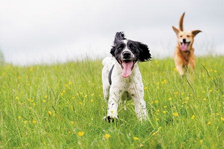 veterinary-happy-dogs-having-fun-field-springtime-450px-shutterstock-185051738.jpg