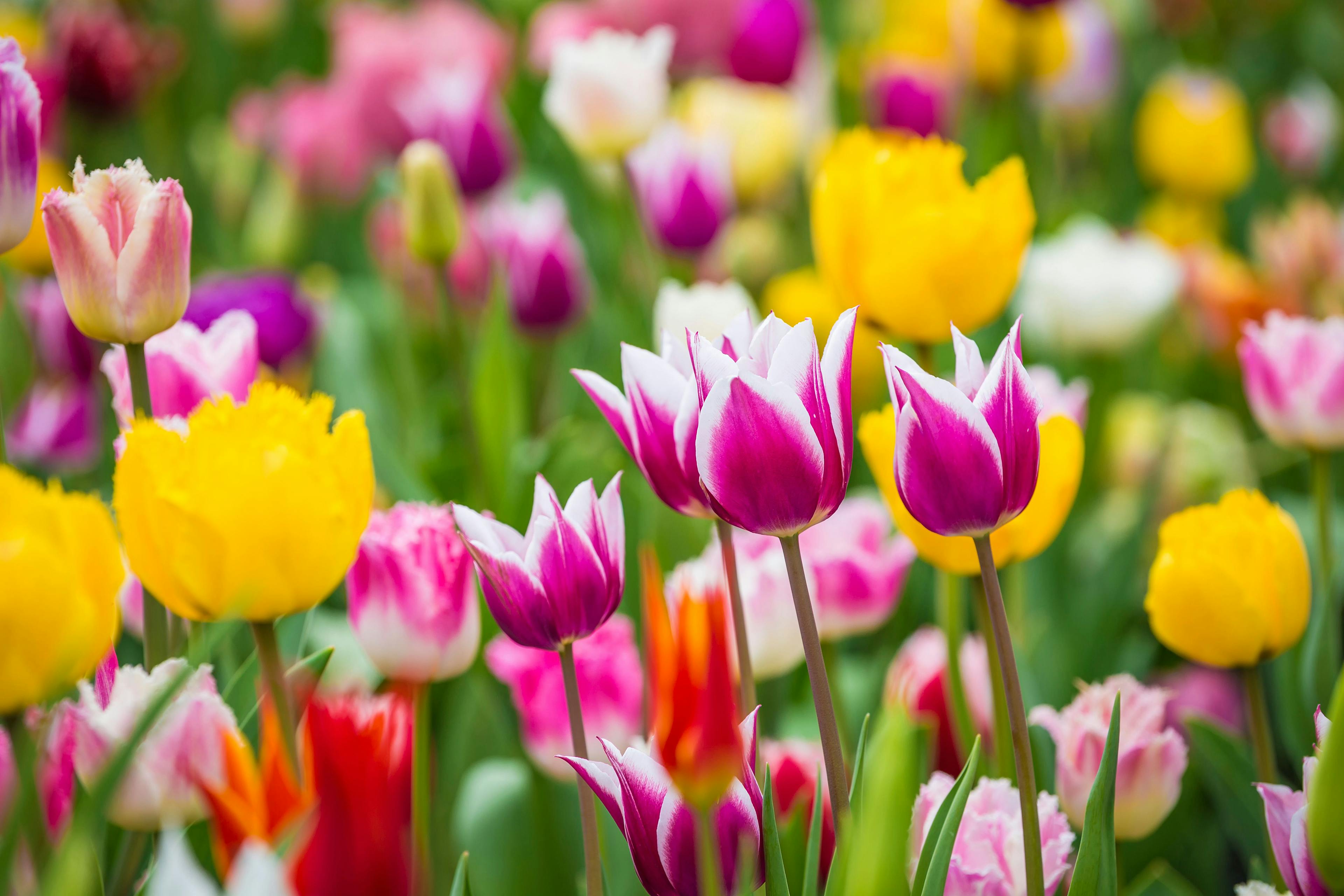 Tulips are just one example of toxic flowers for pets. (sunday_morning / stock.adobe.com)