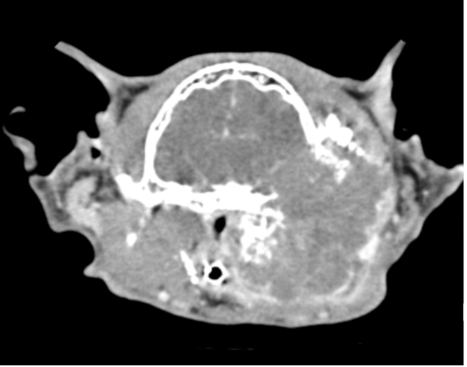 Figure 1. Although no definitive diagnosis was made, CT reveals a very large, aggressive mass originating from this cat’s left ear canal. The mass invades the calvarium and regional soft tissues and is a presumed neoplasm.