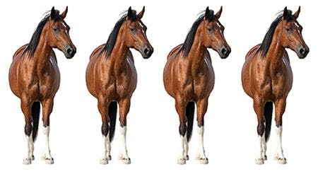 veterinary-bay-horse-standing-isolated-on-white-background-AdobeStock_125203038-body.jpg