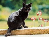 veterinary_cat_black_flower_outside_200281187-001-722417-1384195669114.jpg