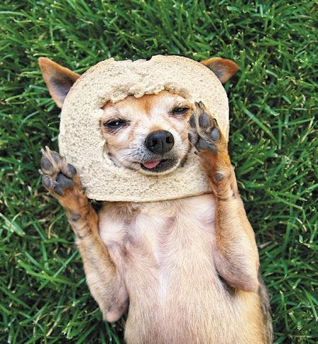 veterinary-dog-a-cute-chihuahua-with-a-slice-of-bread-450px-shutterstock-106448531.jpg