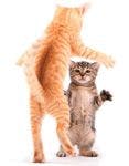 veterinary-kitten-fight-108-808864-1382868296881.jpg