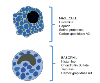 Figure 1: Preformed mediators of the mast cell and basophil. (All figures courtesy of Jayme Hoffberg, DVM, DACVECC, Board Certified Criticalist) 