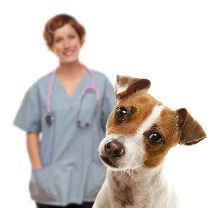 veterinary-dog-female-vet-AdobeStock_35024978_450.jpg