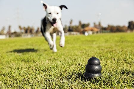 veterinary-a-black-dog-toy-at-the-front-of-the-frame-with-a-blurred-pit-bull-450px-shutterstock-133884371.jpg