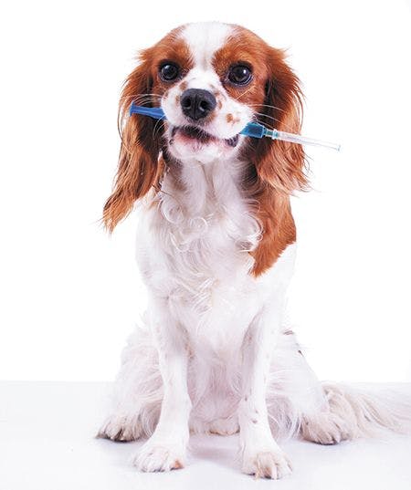 veterinary-dog-pet-animal-vaccination-in-syringecute-cavalier-king-charles-spaniel-puppy-holding-syringe-vaccination-450px-shutterstock-774254470-2.jpg