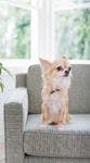 veterinary-chihuahua-couch-807424-1382855306210.jpg