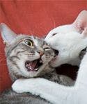 veterinary-cats-play-bite-aggressive-173021614-841172-1404209977145.jpg