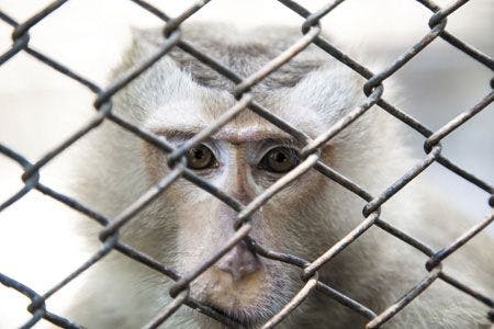 veterinary-monkey-sad-cage-450-306561101.jpg