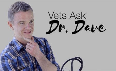 veterinary-vets-ask-dr-dave-450.jpg