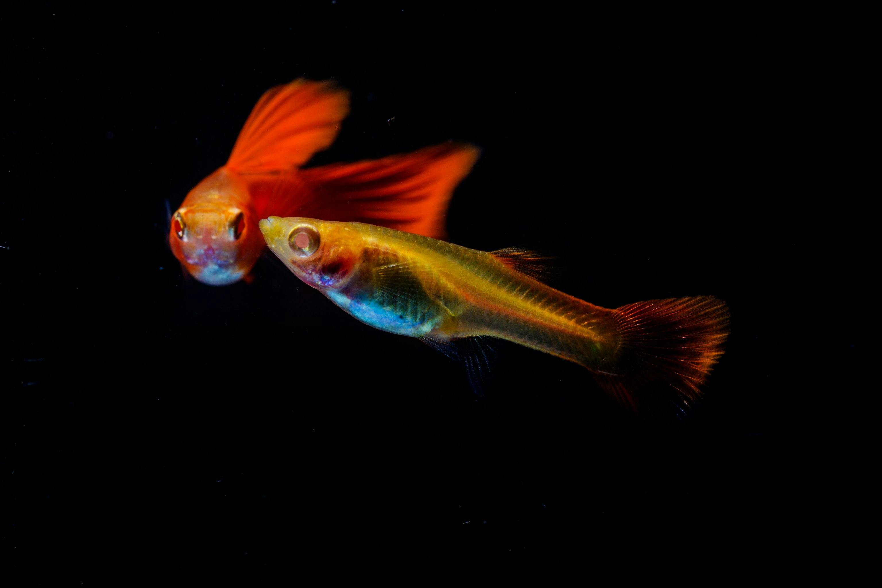 Something’s in the water: Human impact on guppy behavior