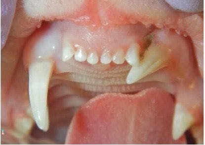 Figure 7: Displaced tooth in an exotic breed cat