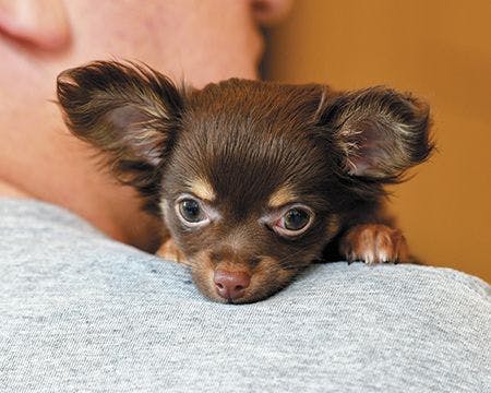 veterinary-baby-brown-long-haired-chihuahua-being-cuddled-450px-shutterstock-1059093947.jpg