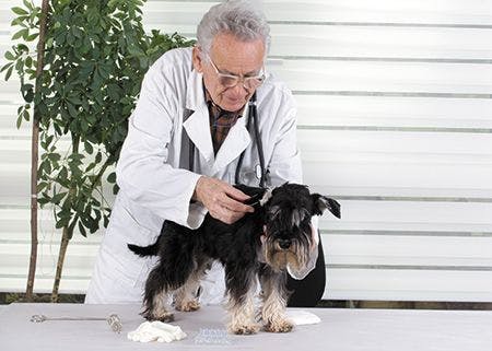 veterinary-senior-experienced-veterinarian-examining-miniature-450px-shutterstock-234287353.jpg
