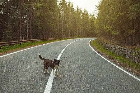 veterinary-dog-road-AdobeStock_238211544_450.jpg