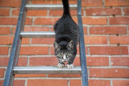 veterinary-portrait-of-a-kitten-climbing-on-a-ladder-450px-shutterstock-737008732.jpg