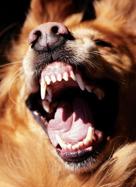 veterinary_dog-angry-450.jpg
