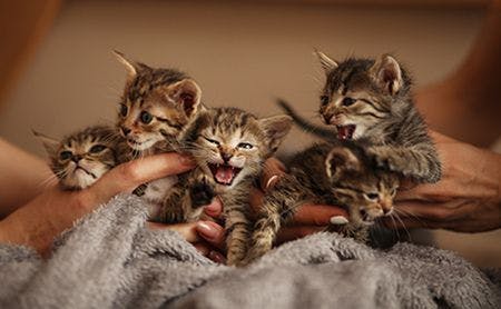 Four kittens 
