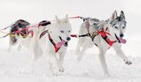 veterinary-dog-sled-harness-husky-pull-happy-167272517-818379-1404219230772.jpg