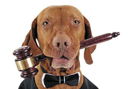 veterinary-sgolden-color-pure-breed-vizsla-dog-holding-a-wooden-gavel-in-mouth-isolated-on-white-background-130224710_450px.jpg