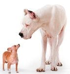 veterinary-dog-large-small-dane-chihuahua_88295756-808863-1382868473789.jpg