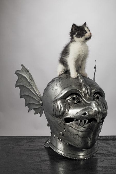 veterinary-the-kitten-plays-in-the-medieval-knights-450 px-shutterstock-745700272.jpg