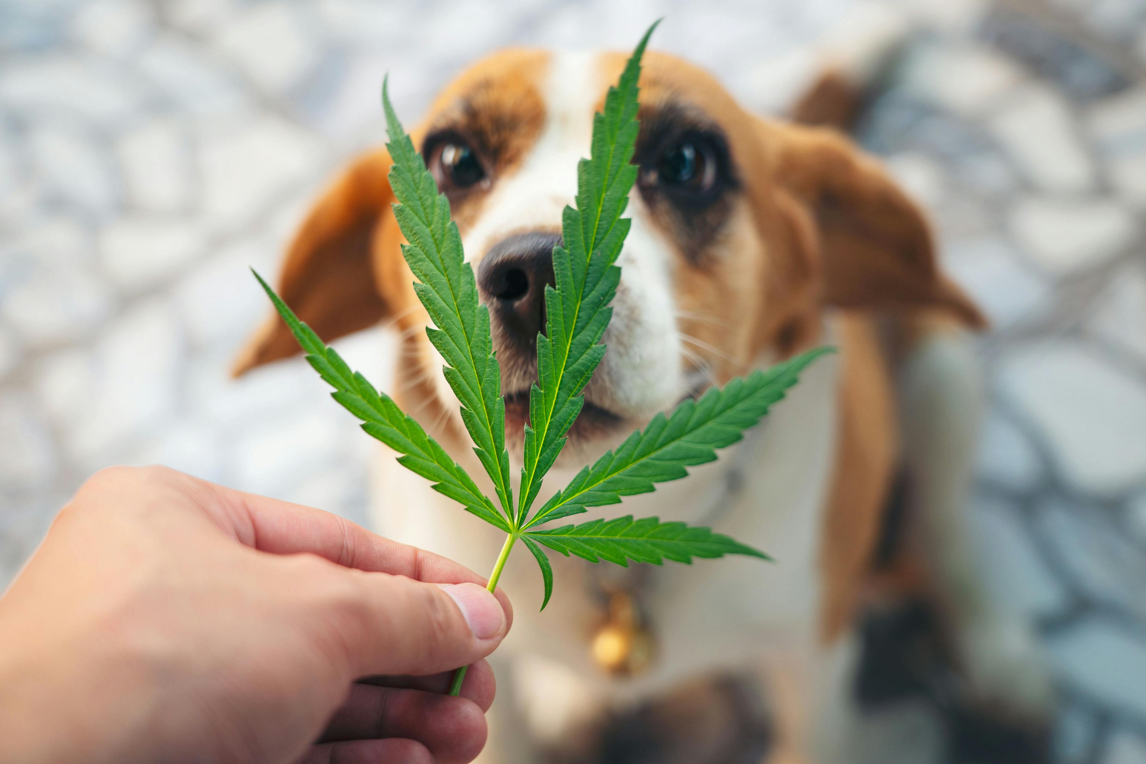 Veterinary cannabis for pain management: The endocannabinoidome