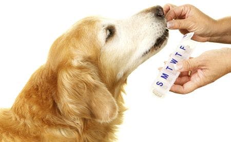 veterinary-dog-senior-golden-retriever-taking-his-daily-medicine-shutterstock-221154205-body.jpg