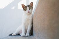 Veterinary-cat-sit-807422-1382855557615.jpg