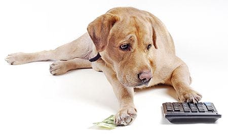 veterinary-dog-count-on-calculator-AdobeStock_22840490-body.jpg