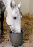 83678545_horse_eat_hay_bucket-746120-1384171692788.jpg