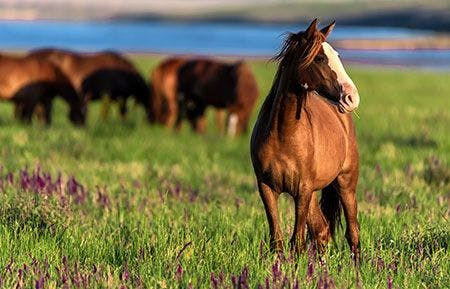 veterinary_horse_in_field_of_horses_AdobeStock_211353493-450px.jpg