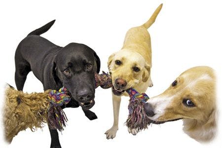 veterinary_Four-dogs-playing-tug-indoors_450px_89764945.jpg