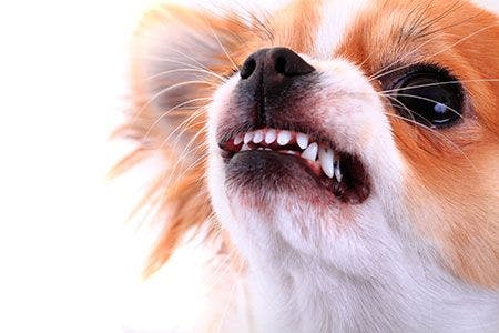 veterinary-dog-dangerous-face-450px-shutterstock-557966548.jpg