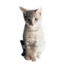 veterinary-Portrait-of-a-Blue-Tabby-Kitten-AA001627_220px.jpg