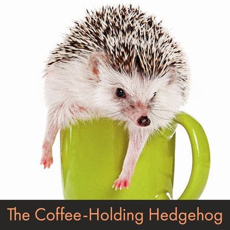 Hedgehog-450.jpg