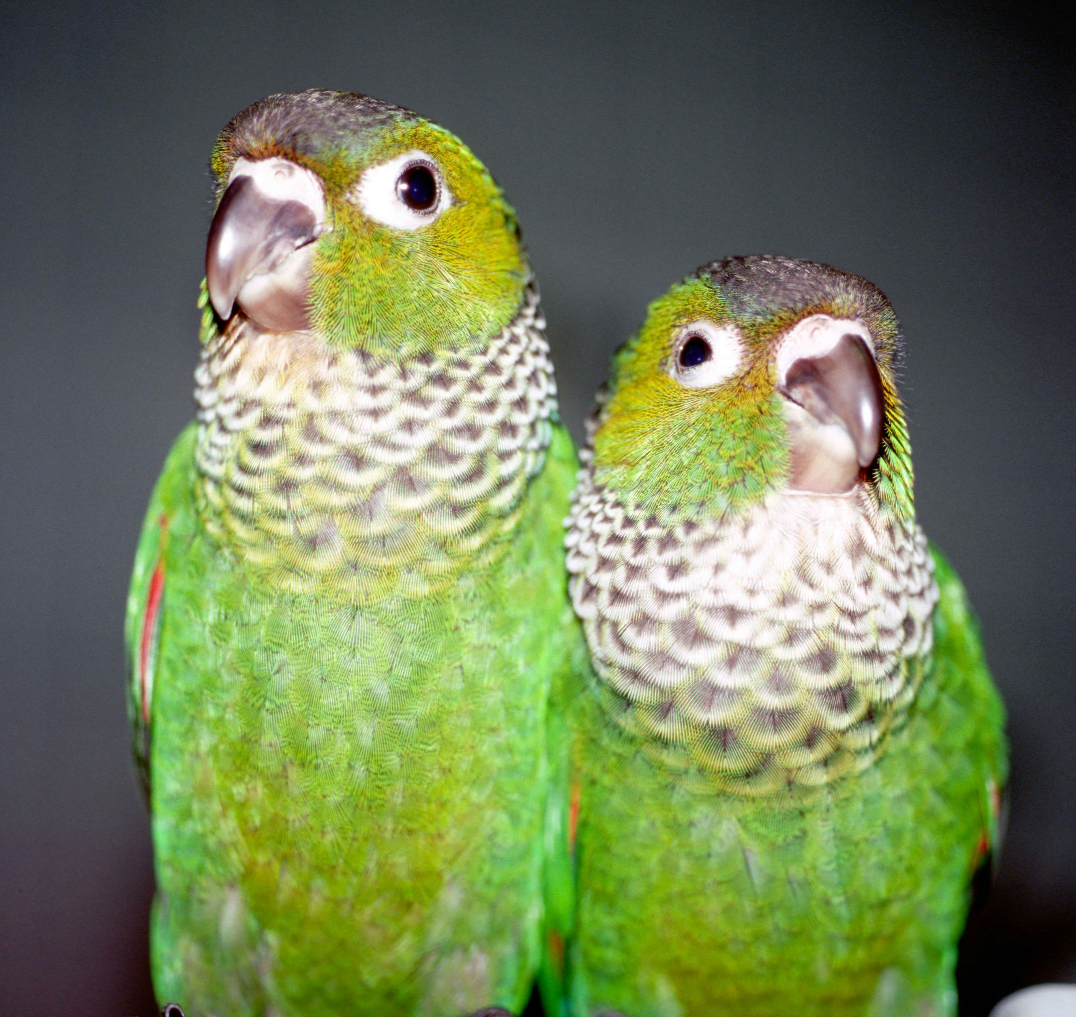 A pair of conures