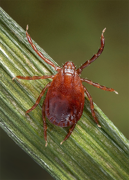 veterinary-asianlonghornedtick-fromCDC-450pix.png
