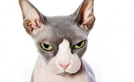 veterinary-sphynx-cat-with-angry-expression-132313861_450.jpg