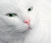 veterinary_cat_white_108149480-740318-1384182228147.jpg