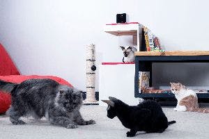 veterinary-behavior-cat-petcube-cam-300.jpg