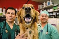 veterinary_laughter-701969-1384213602728.jpg