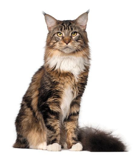 Veterinary-portrait-of-maine-coon-cat-10-months-old-sitting-in-front-of-white-background-102563039_450.jpg